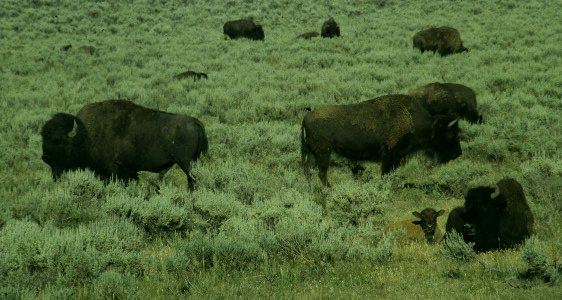 bison range